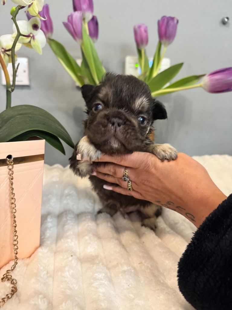 **Unique Fluffy French bulldogs**