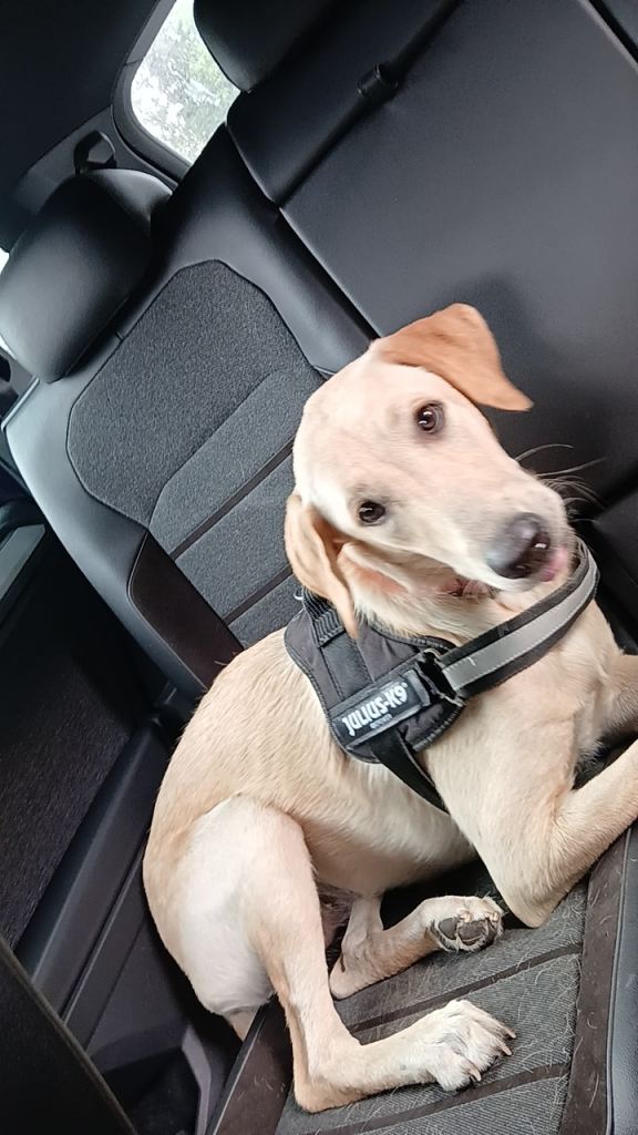 Loving dog for sale