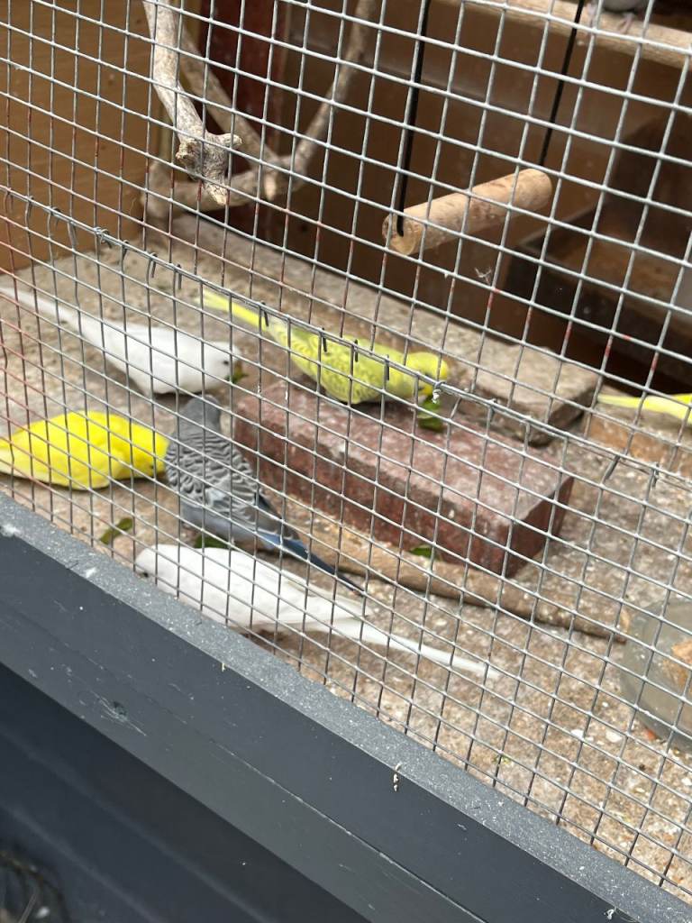 young budgies 