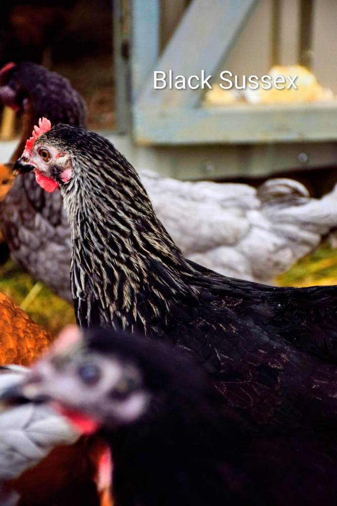 Point of Lay Hens for Sale