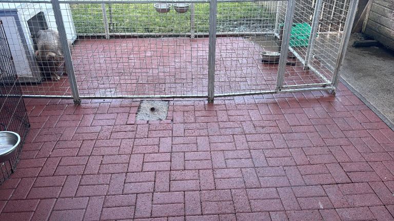  Dog pen 