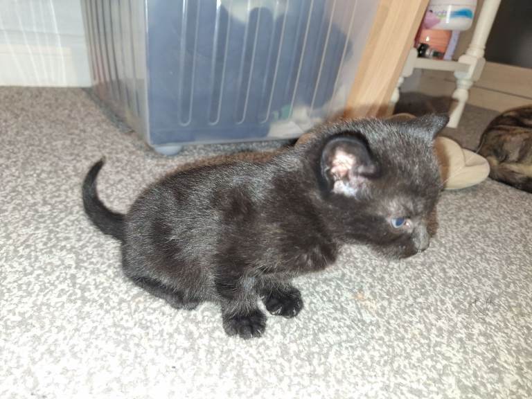 A beautiful little kitten available