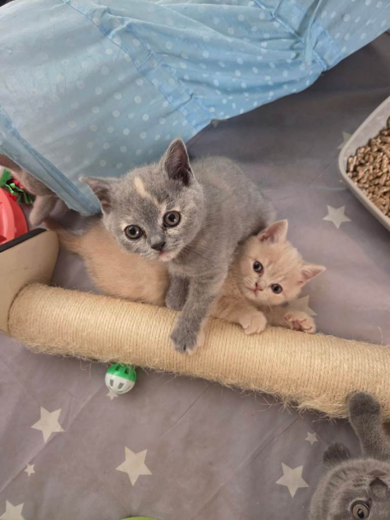 British shorthair kittens 