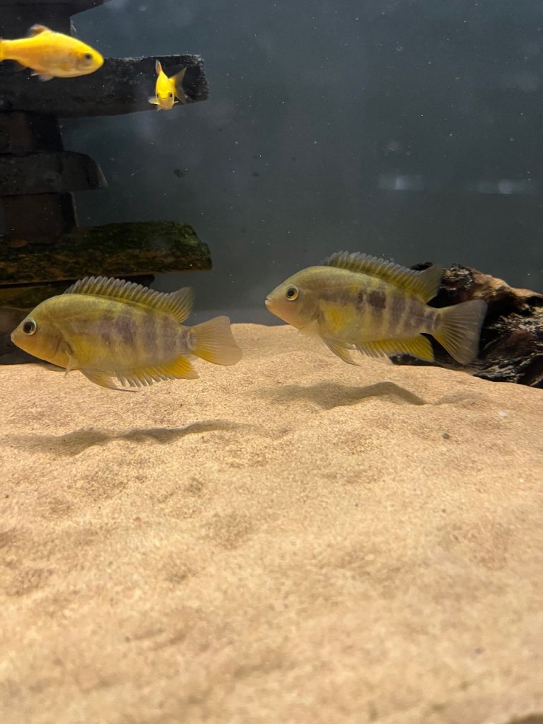 Rainbow Cichlid £2 each