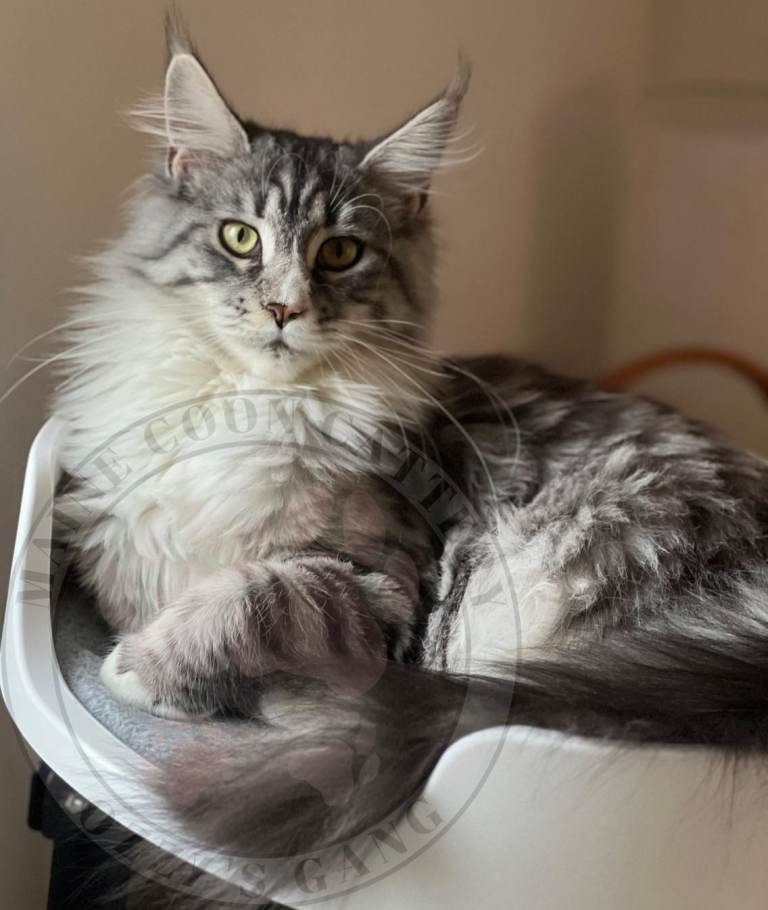 Pure breed Maine Coon girls
