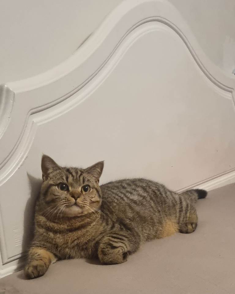 British shorthair cat 