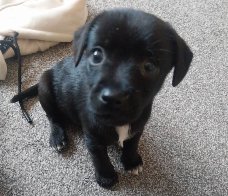 Puppy 