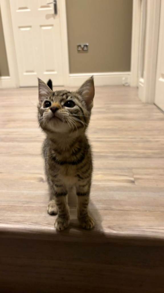 Tabby kittens looking for their new home