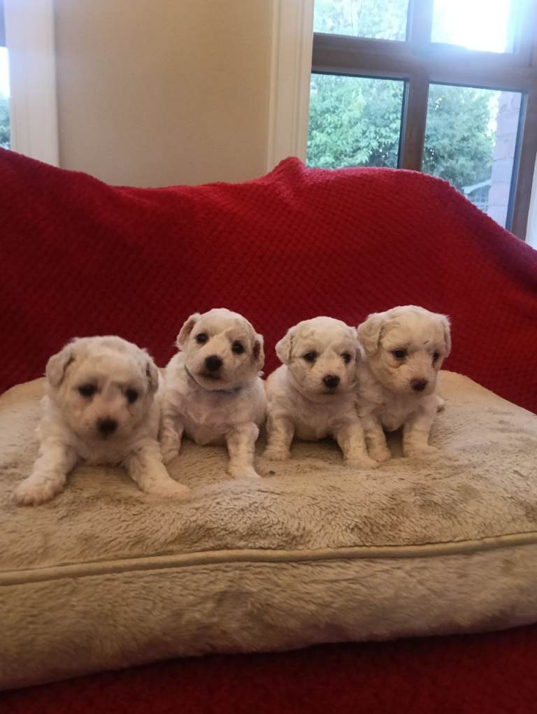 Pedigree Bichon Friese 