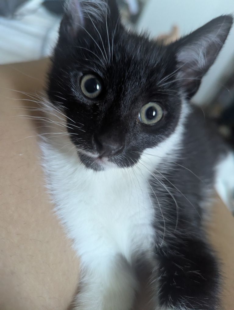 Black & White Kitten for sale