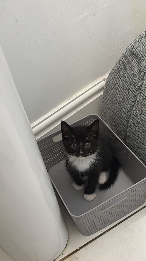 Kitten for sale