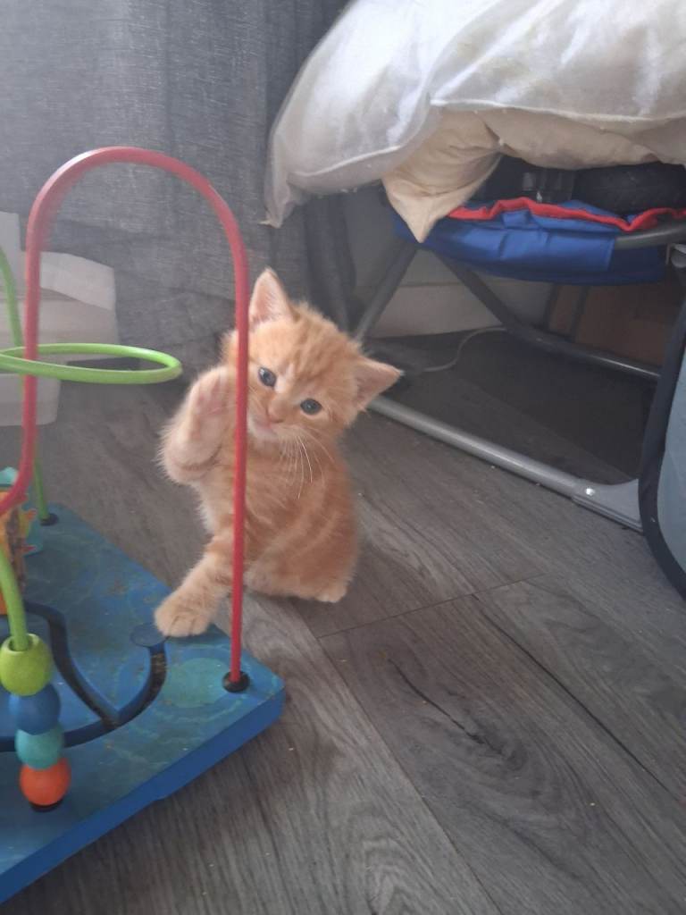Kittens for sale 
