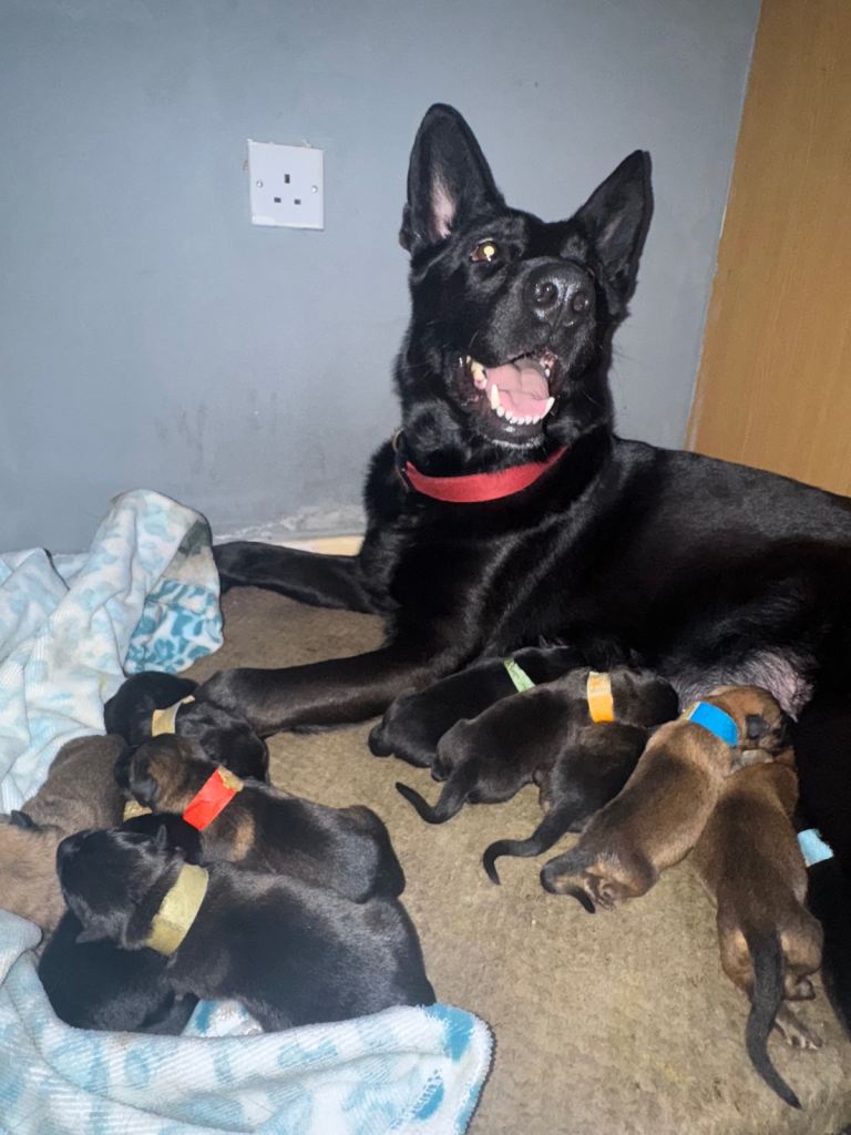 German shepherd puppies 