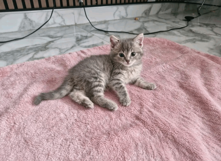 Cute and sweet little kitten 🐈