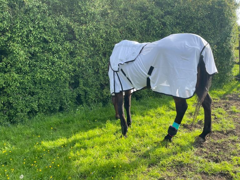 2 TON FREE HORSE MANURE Keynsham 