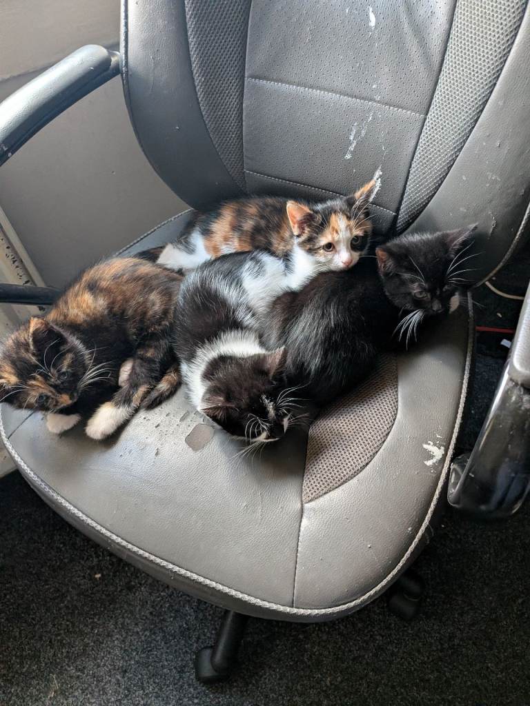Kittens for sale 