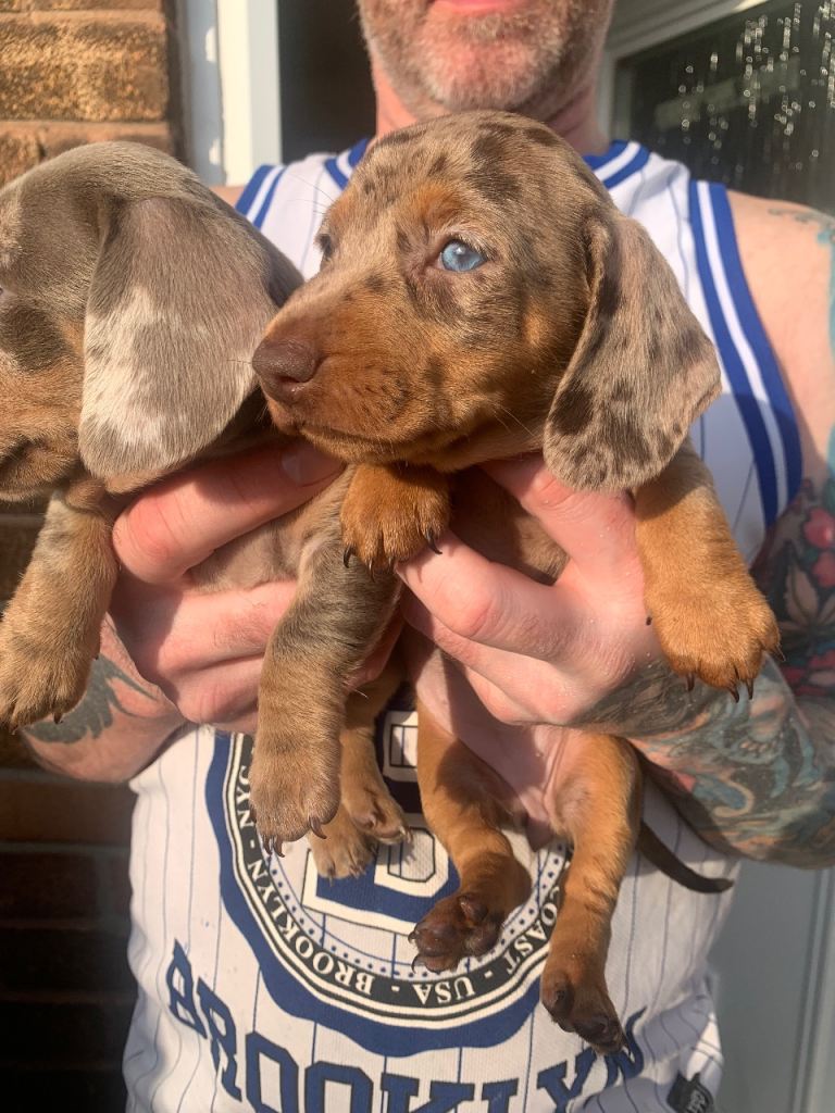 Miniature Dachshund girls really now 