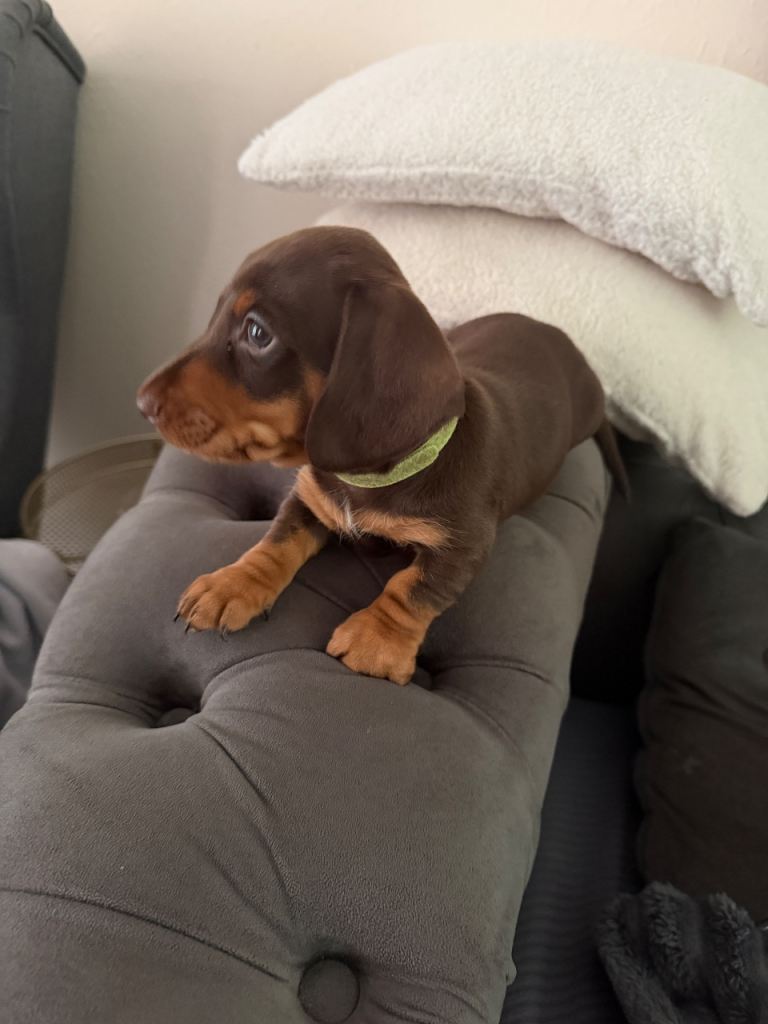 Male Miniature chocolate and tan dachshund