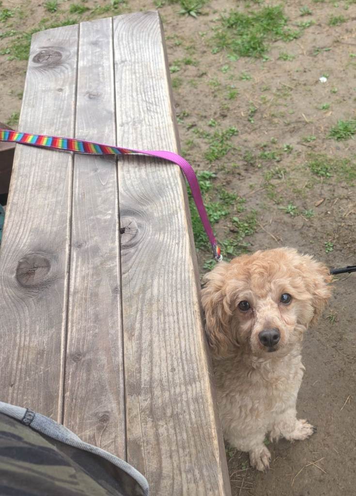 Jack Russell cross shiz zu cross poodle 