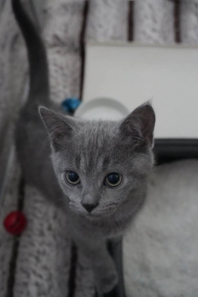 LAST British Shorthair Boys 🐾