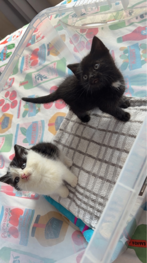 Kitten ready 31/7/26