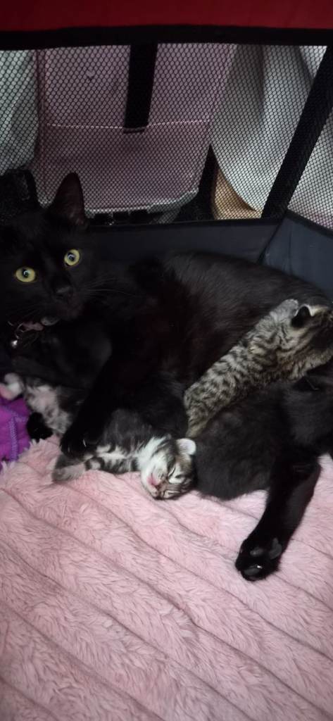 Kittens for sale ready at 8 weeks 