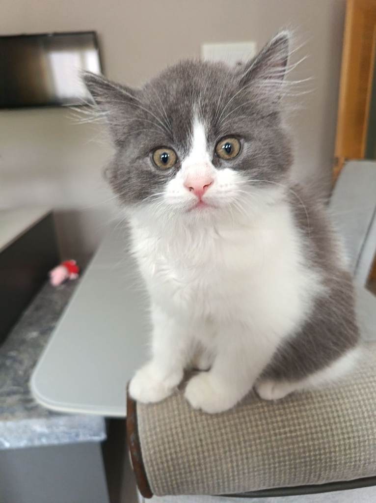 Stunning long hair kitten. Mum is a british blue long hair