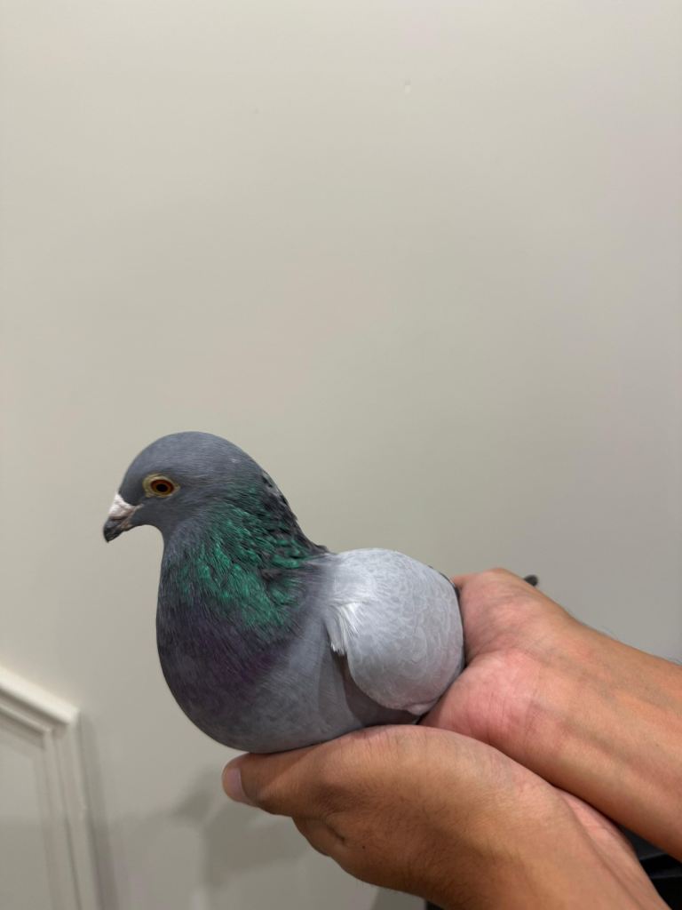 Racing pigeons for sale 
