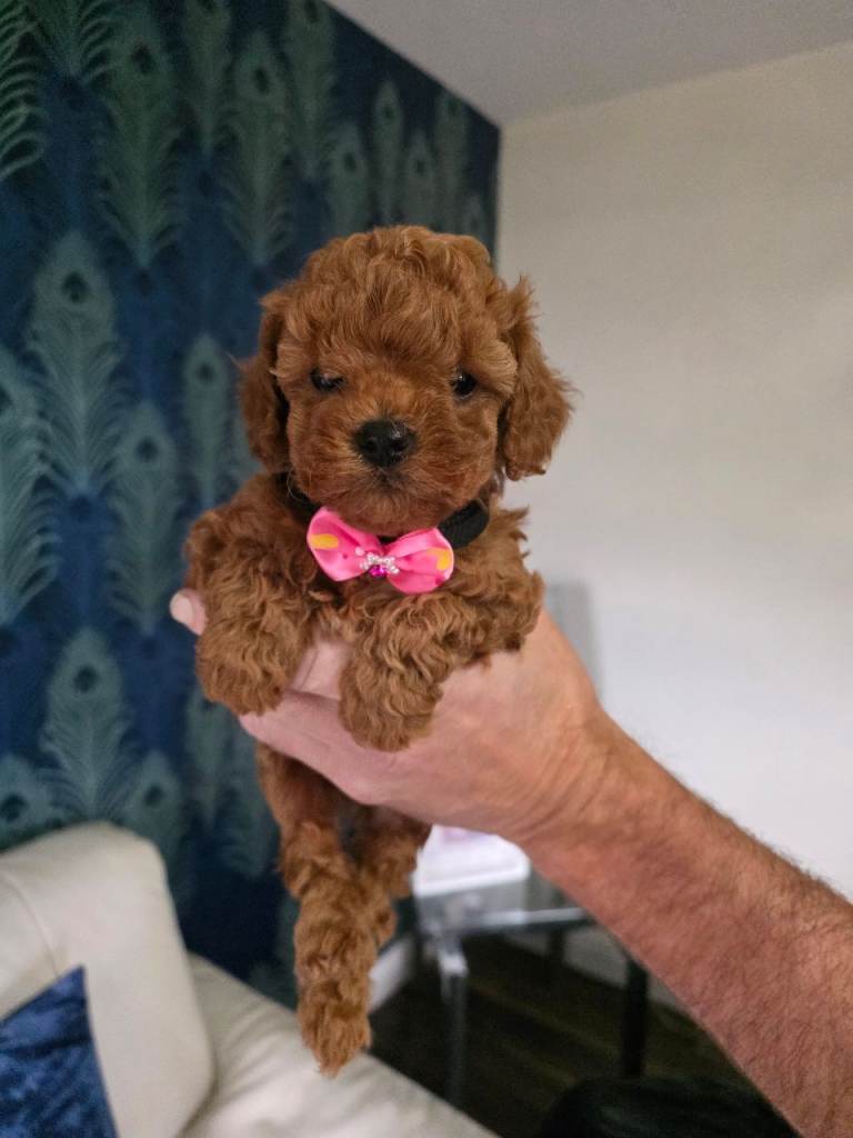 Teddy bear maltipoo pups for sale