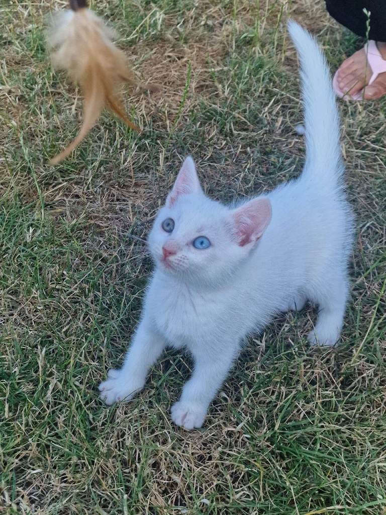 Beautiful, Healthy-looking Turkish Angora kitten!