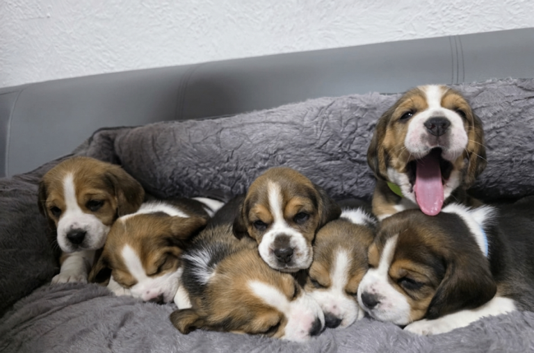 Beagle Puppies Ready for Love!!!
