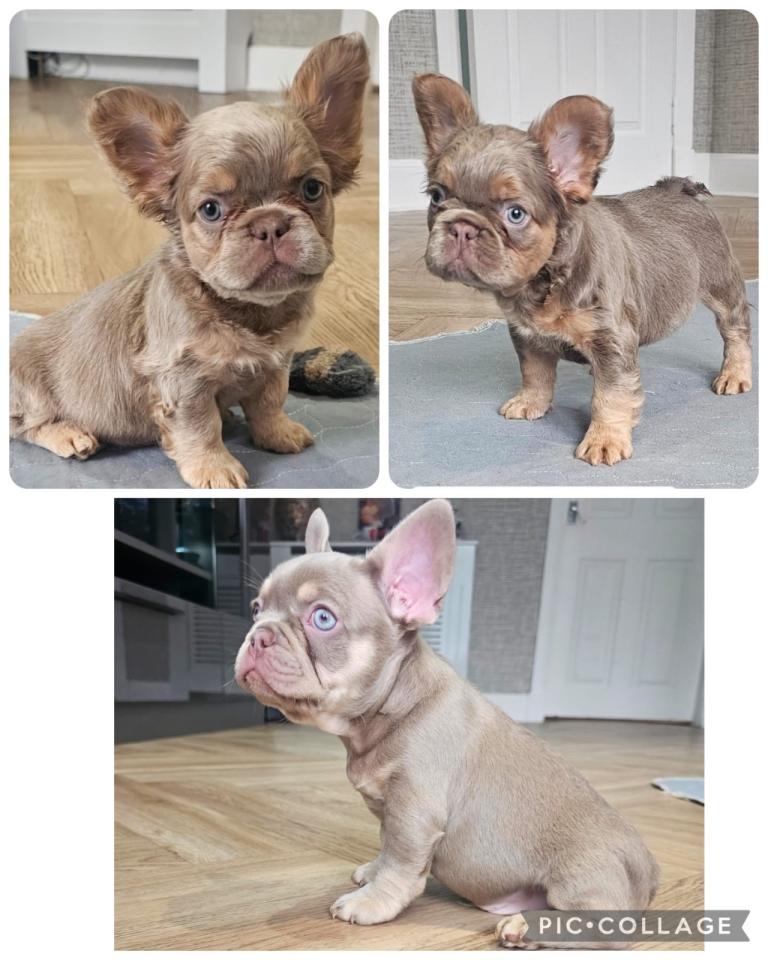 French bulldog pups 
