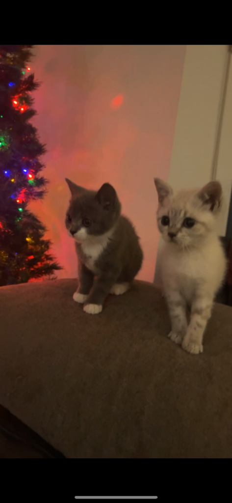 British shorthair cross kittens 