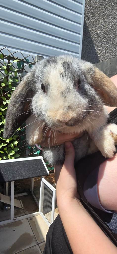Fenale mini lop with full set up