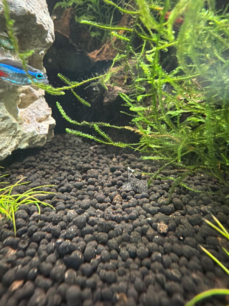 Bristlenose Pleco Updated