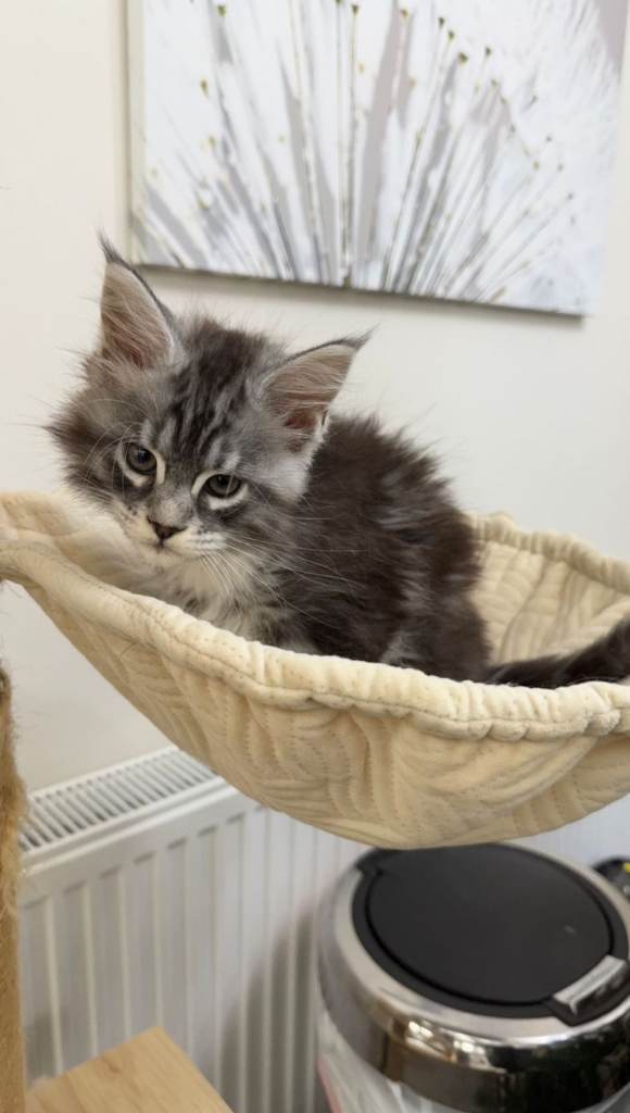 (Only TWO LEFT) Purebred Maine Coon Kittn girls