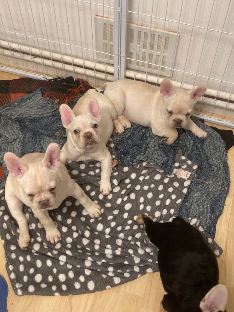 3 beautiful frenchies 