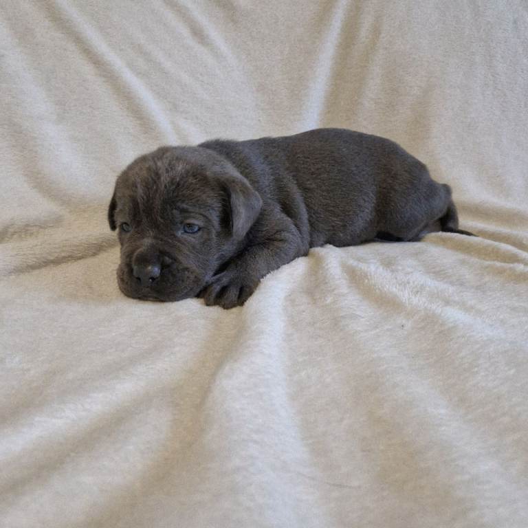 BLUE NEAPOLITAN MASTIFF × CANE CORSO