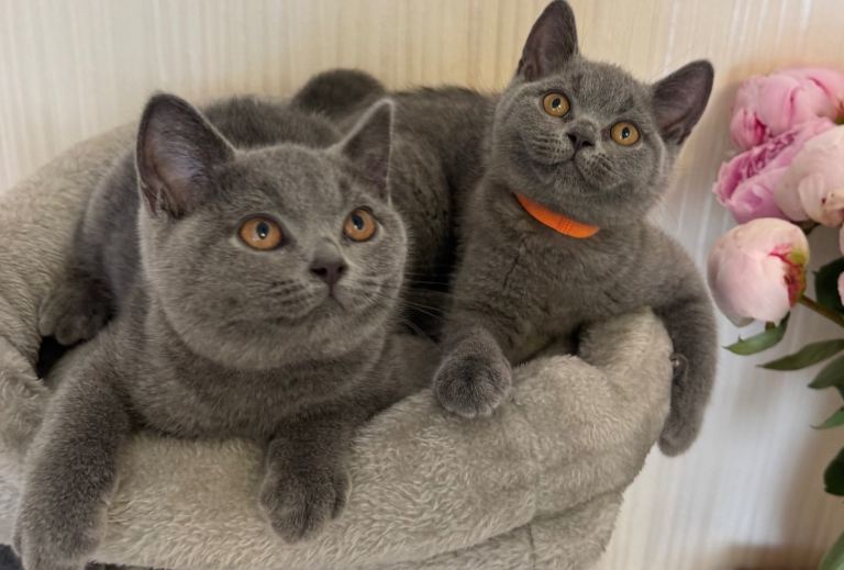  Beautiful Blue British Shorthair Kittens