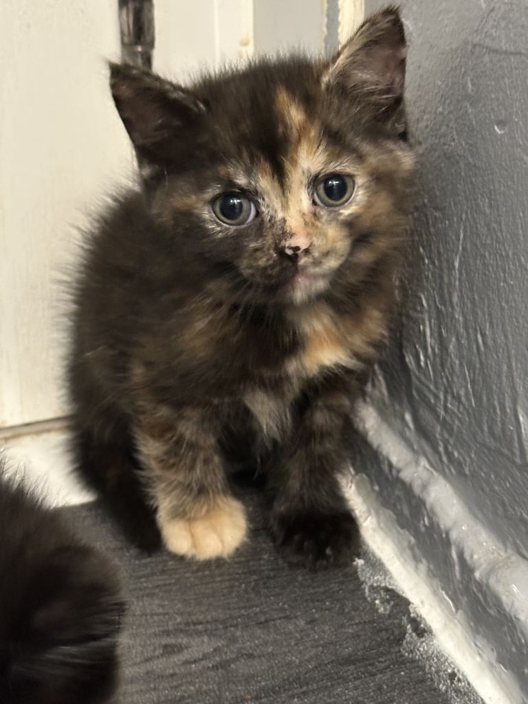Playful British Shorthair & Longhair Mix Kittens