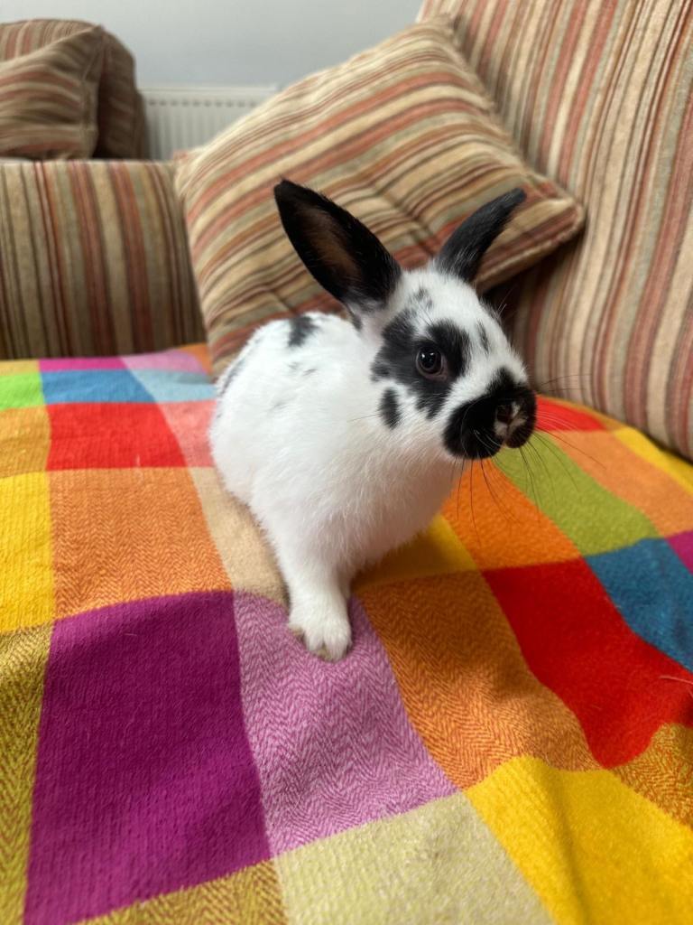 1 Baby Female Rabbit. Now  ready to leave. 