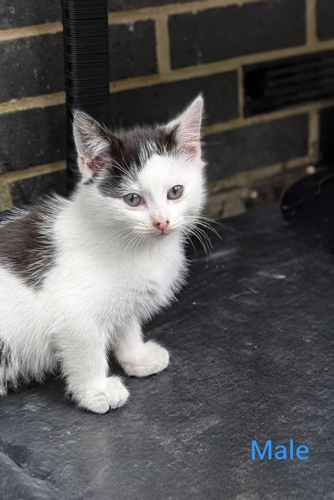 Kitten's for sale - Mixed litter 