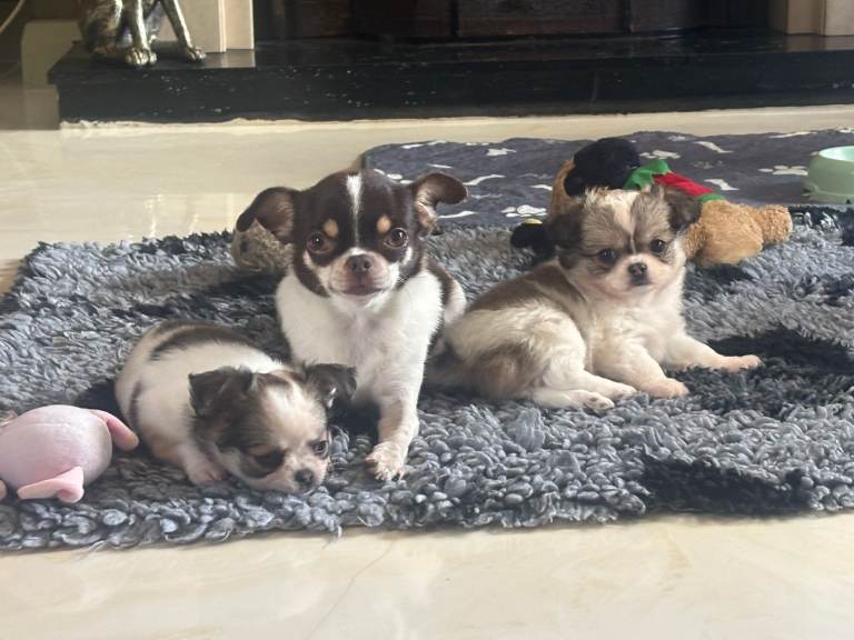 2 FEMALE POMCHI