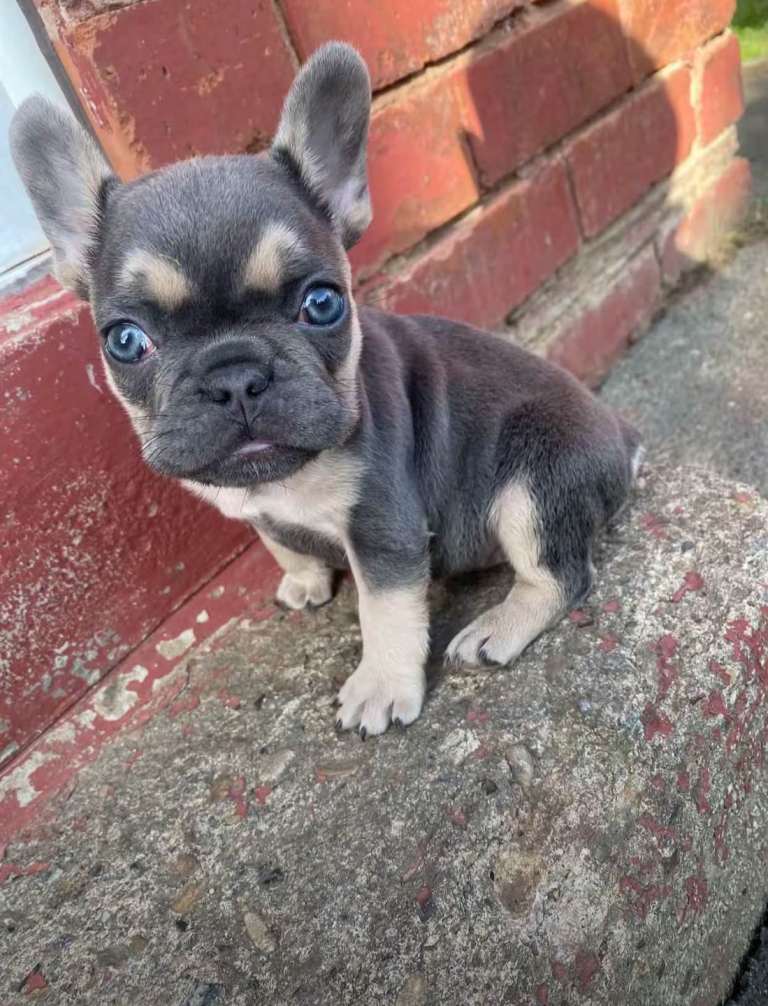 Frenchie boy puppy