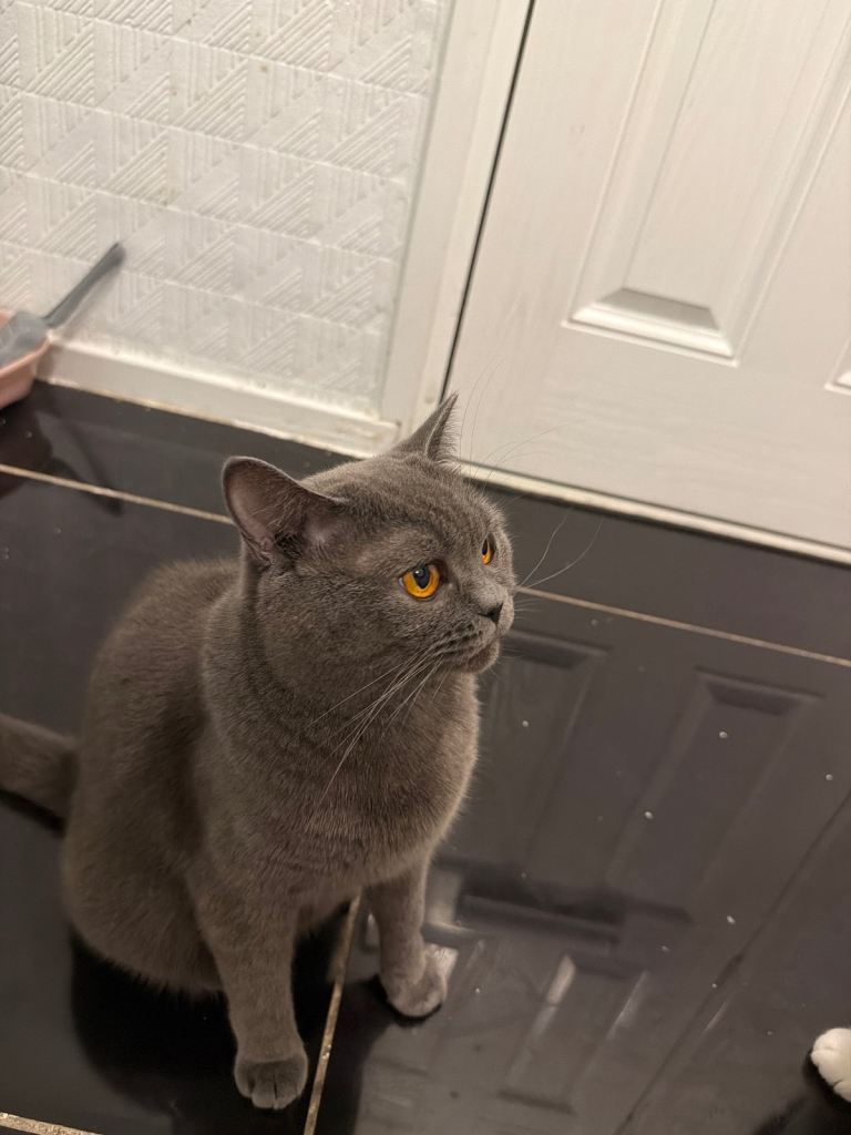 Beautiful Purebred greyish-blue British Shorthair Female Cat