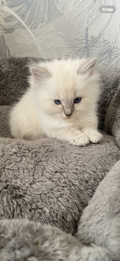 Adorable Ragdoll kittens