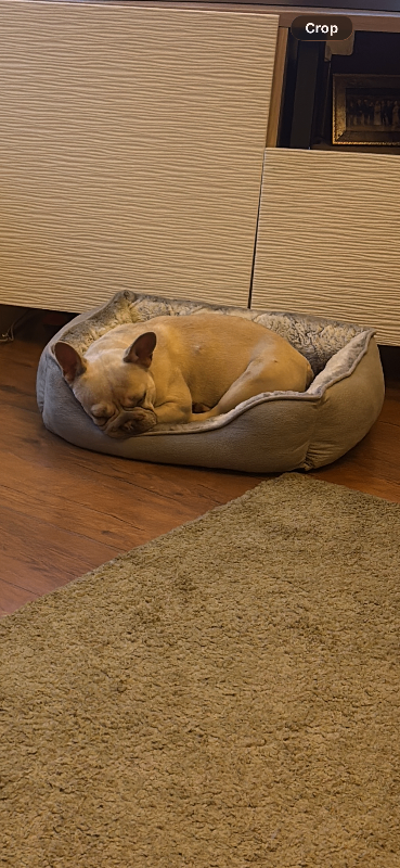 Female frenchie for loving home 