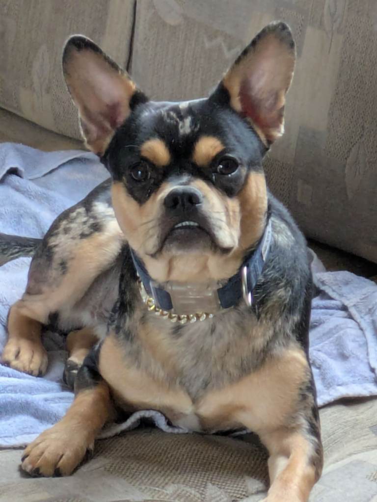 Frenchie x Jack Russell 