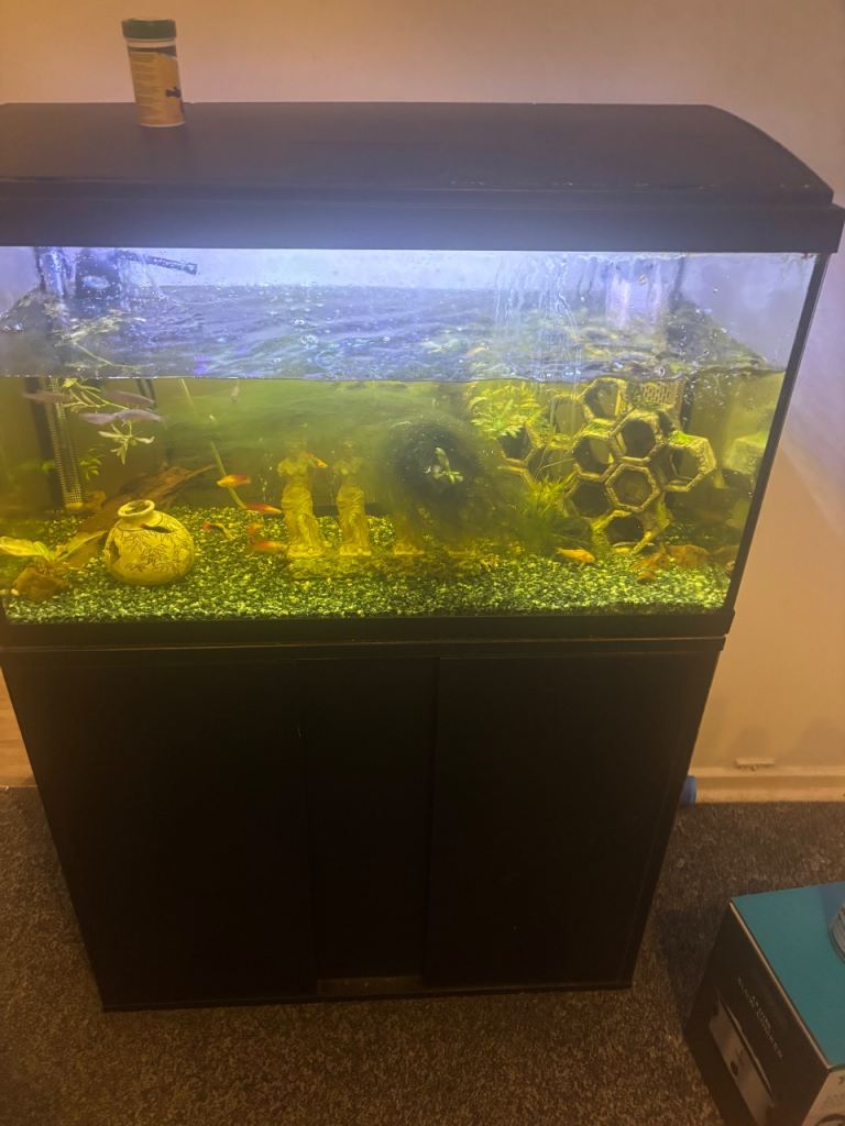 Fish tank and fish for sale 
