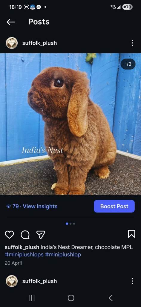Mini Rex x Tiny Mini Plush Lop